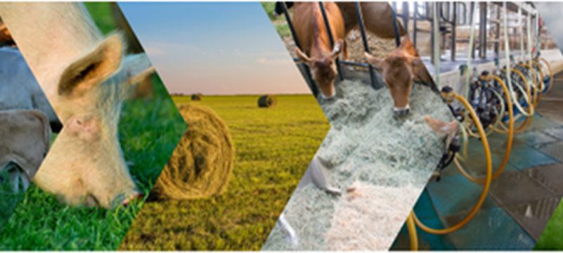 Complemento regionale per lo Sviluppo Rurale del Piano Strategico Nazionale della PAC 2023-2027 - Iscrizioni aperte per le attività formative 2026