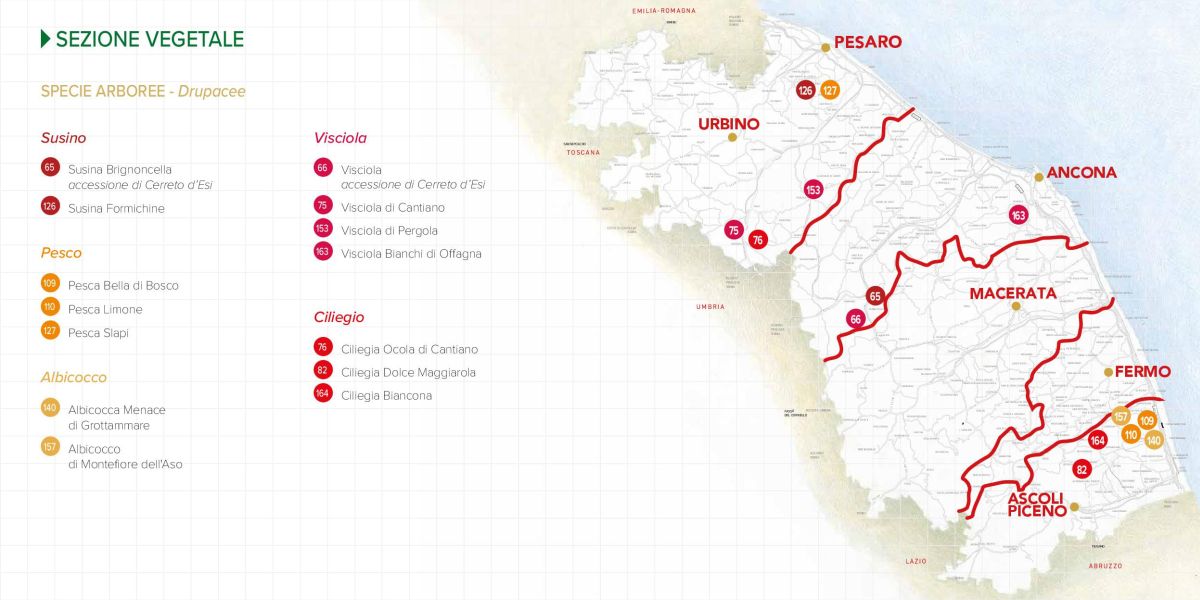 Immagine della mappa delle specie di Susino, Pesco, Albicocco, Visciola, Ciliegio