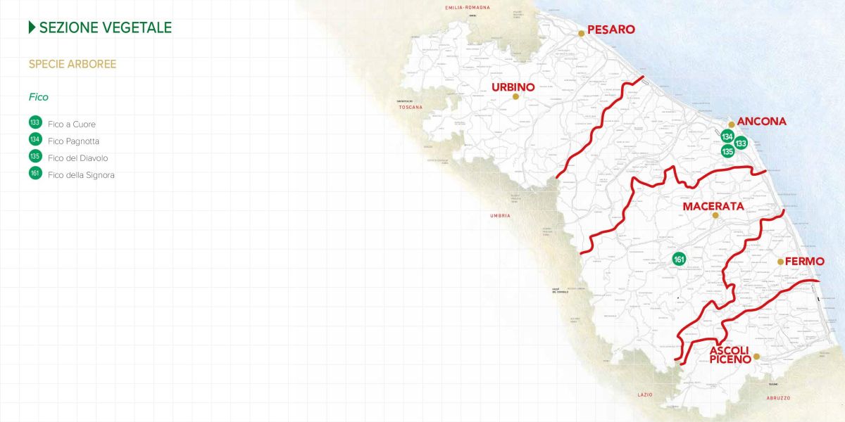 Immagine della mappa delle specie di Fico