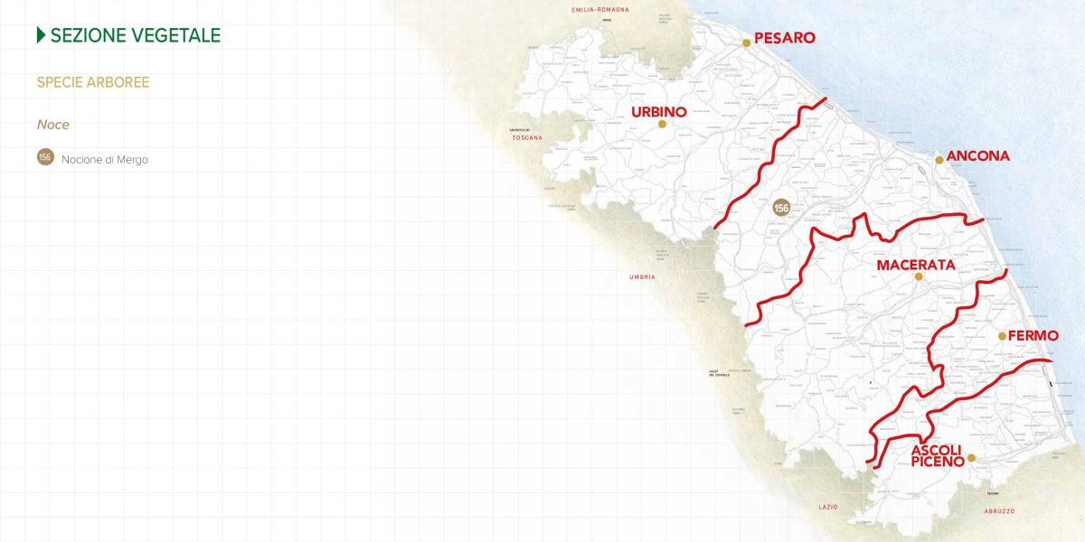 Immagine della mappa delle specie di Noce