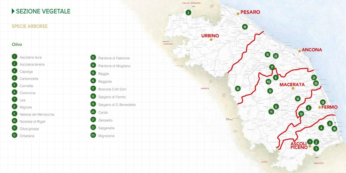 Immagine della mappa delle specie di Olivo