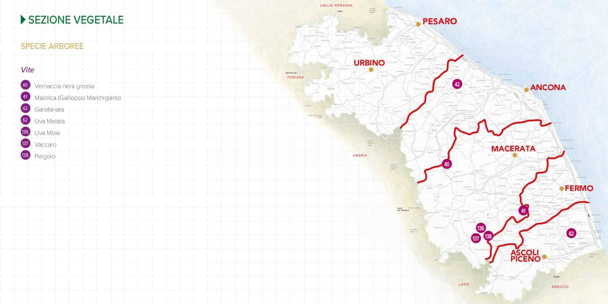 Immagine della mappa delle specie di Vite