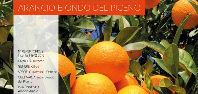 091. Arancio biondo del Piceno