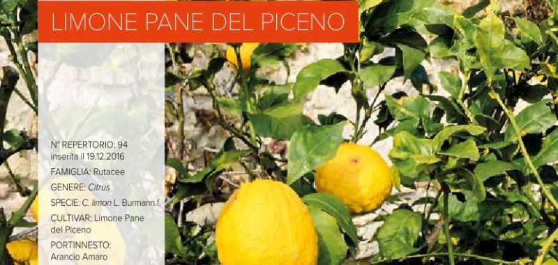 094. Limone pane del Piceno