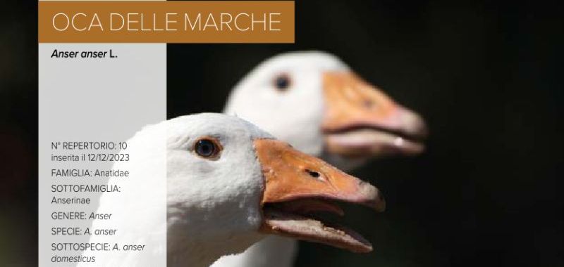 010. Oca delle Marche