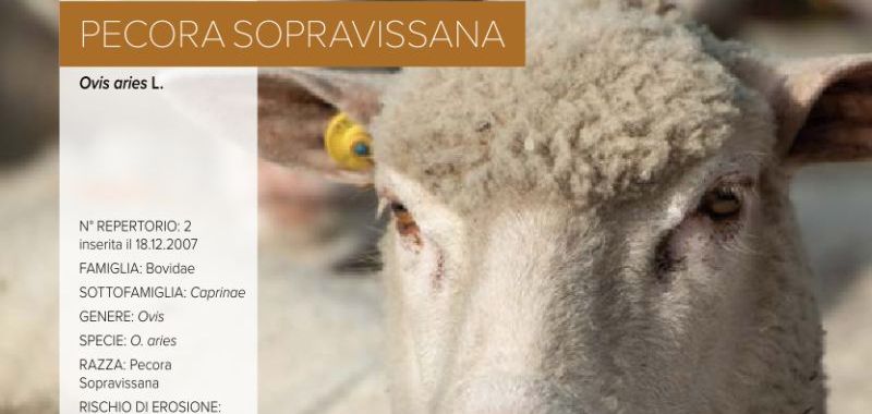 002. Pecora Sopravissana