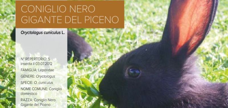 005. Coniglio Nero Gigante del Piceno