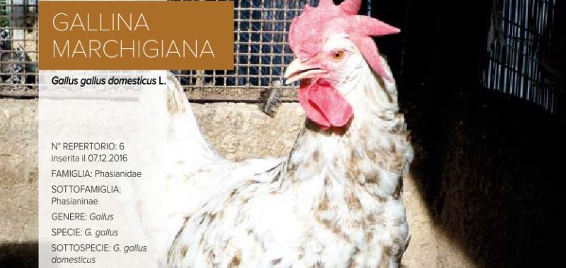 006. Gallina Marchigiana