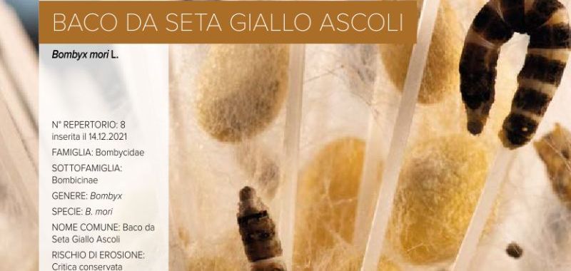 008. Baco da Seta Giallo Ascoli
