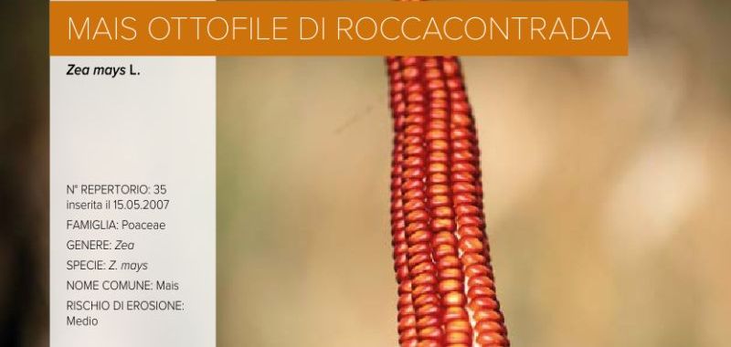 035. Mais ottofile – Accessione di Roccacontrada