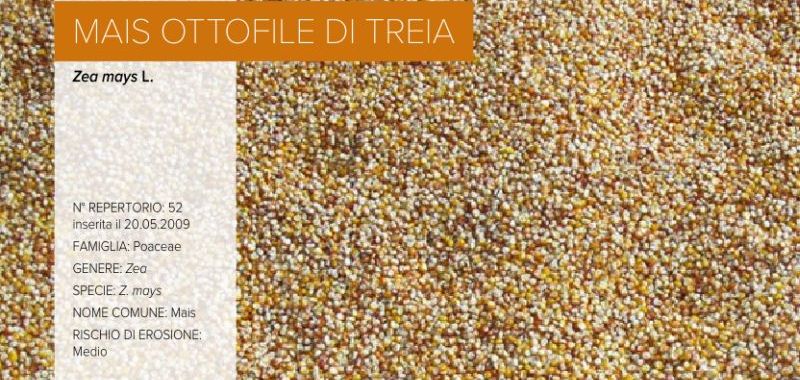 052. Mais ottofile di Treia
