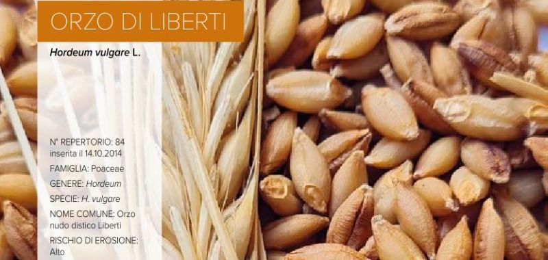 084. Orzo del Liberti