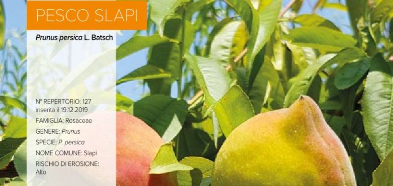 127. Pesco Slapi