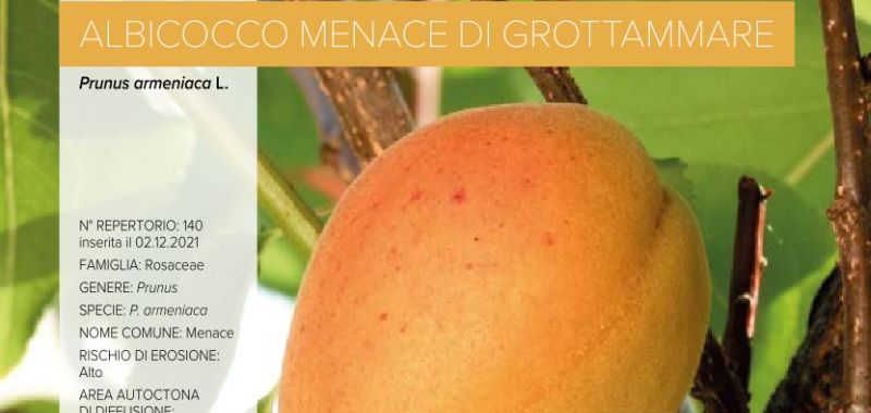 140 Albicocco Menace di Grottammare
