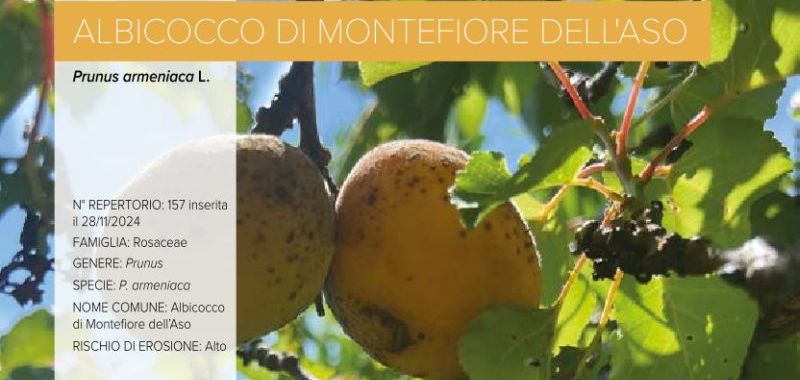 157 Albicocco di Montefiore dellAso