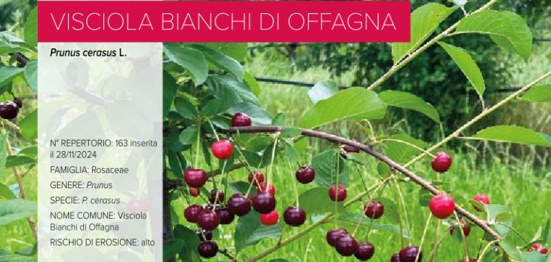 163 Visciola Bianchi di Offagna