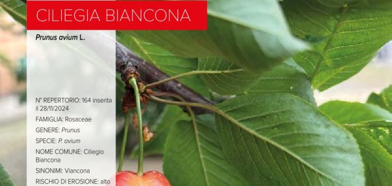 164 Ciliegia Biancona