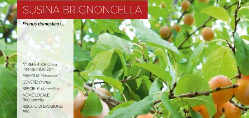 065. Susina Brignoncella - accessione di Cerreto d'Esi