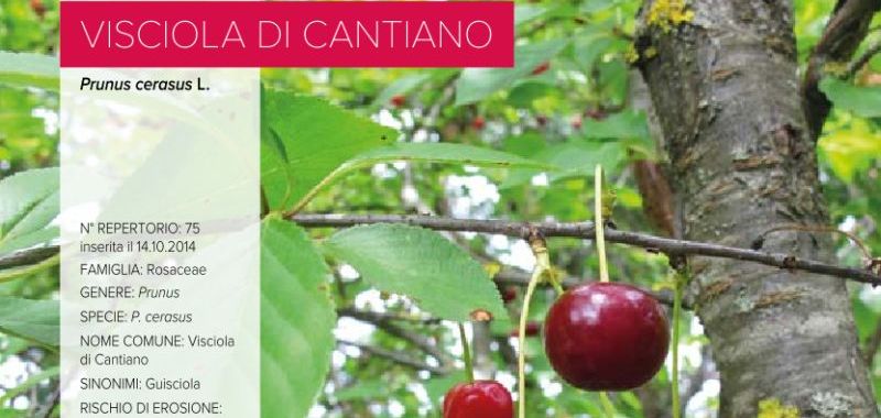 075. Visciola di Cantiano
