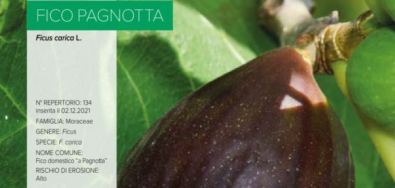 134 Fico Pagnotta