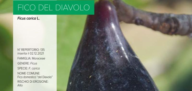 135 Fico del Diavolo