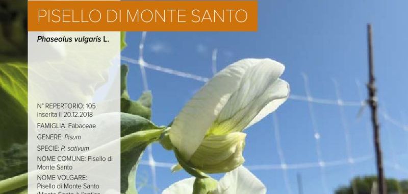 105. Pisello di Monte Santo