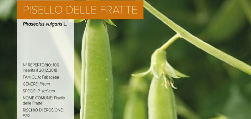 106. Pisello delle Fratte