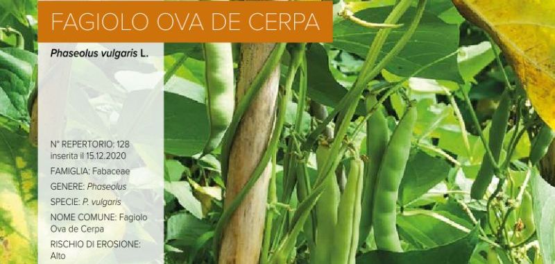 128. Fagiolo Ova de Cerpa