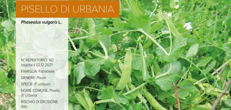 142 Pisello di Urbania