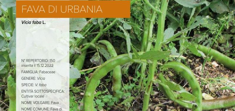 150 Fava di Urbania