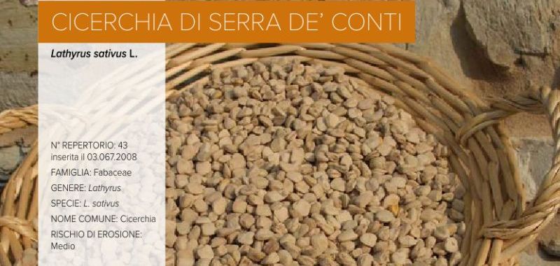 043. Cicerchia di Serra de’Conti