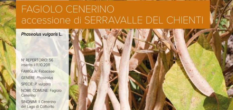 056. Fagiolo Cenerino – accessione di Serravalle del Chienti