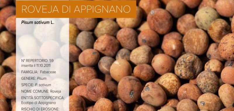 059. Roveja di Appignano