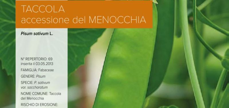 069. Taccola - accessione del Menocchia