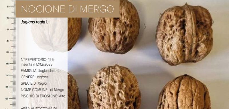 156 Nocione di Mergo