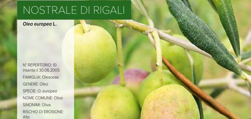 010. Nostrale di Rigali