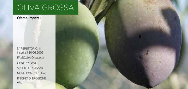 011. Oliva Grossa