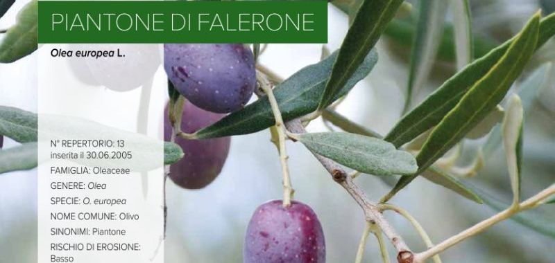 013. Piantone di Falerone