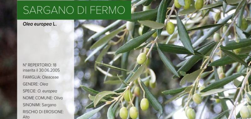 018. Sargano di Fermo