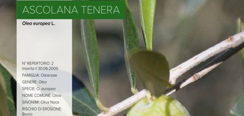 002. Ascolana tenera