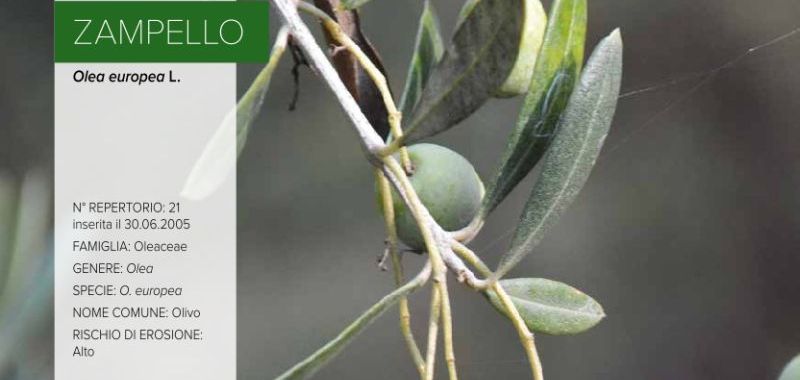 021. Zampello
