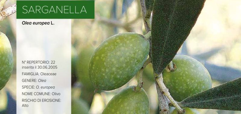 022. Sarganella