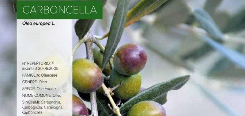 004. Carboncella