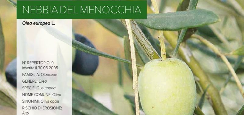 009. Nebbia del Menocchia