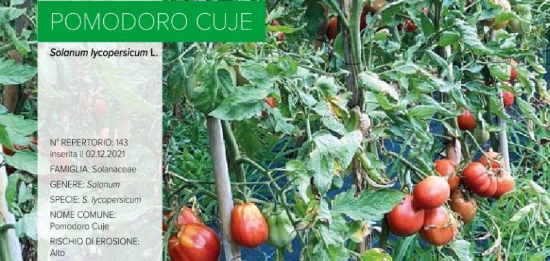 143 Pomodoro Cuje