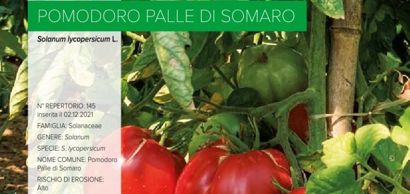 145 Pomodoro Palle di Somaro