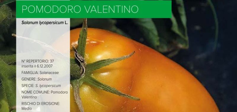 037. Pomodoro Valentino