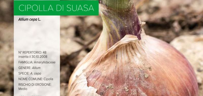 048. Cipolla di Suasa