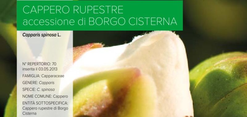 070. Cappero rupestre - accessione Borgo Cisterna