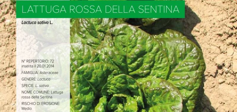 072. Lattuga rossa della Sentina
